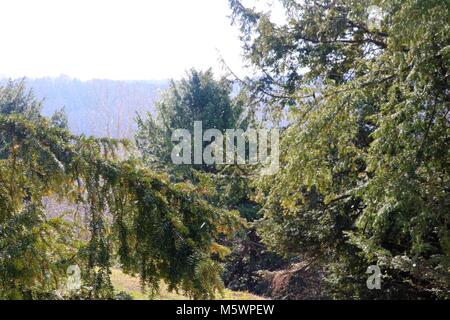 Schnee im Wald auf einem Hügel zu fallen Stockfoto