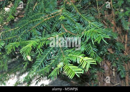 Tanne im Wald Stockfoto