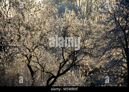 Winter Licht - Eisige Bäume an einem kalten sonnigen Wintertag. Stockfoto