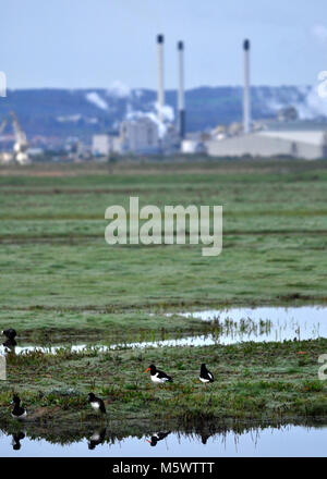 Blick über die Sümpfe an elmley Naturschutzgebiet, Kent mit Austernfischer im Vordergrund und im Hintergrund Stockfoto