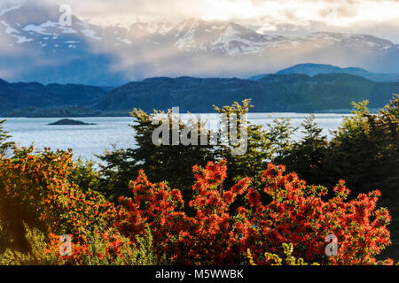 Rot blühenden Chilenischen Feuer Embothrium coccineum; Bush; Blütenstand; Lago Nordenskjold; Cordillera Paine jenseits; Blick von Refugio Cuernos; Torres de Stockfoto
