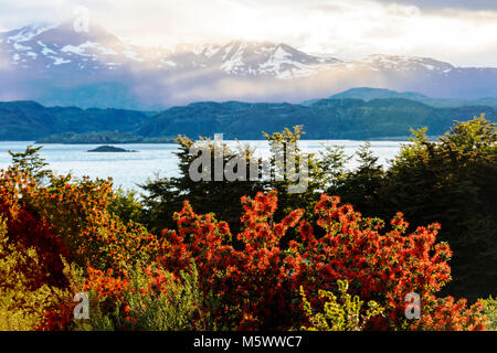 Rot blühenden Chilenischen Feuer Embothrium coccineum; Bush; Blütenstand; Lago Nordenskjold; Cordillera Paine jenseits; Blick von Refugio Cuernos; Torres de Stockfoto