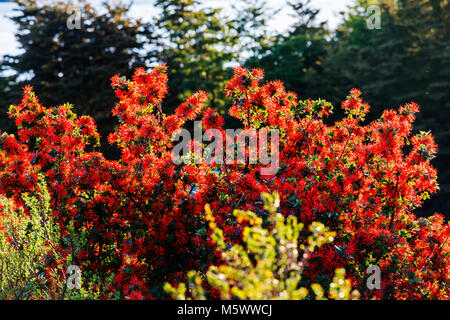 Rot blühenden Chilenischen Feuer Embothrium coccineum; Bush; Blütenstand; Blick von Refugio Cuernos; Torres del Paine Nationalpark, Chile Stockfoto