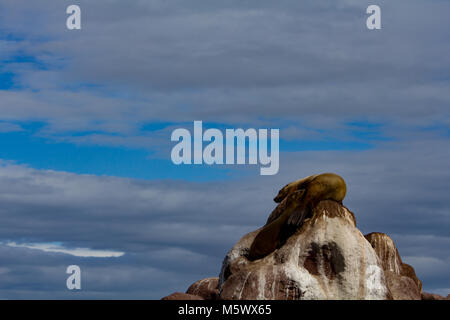 Ein California Sea Lion Mamma und pup Krankenschwester auf den Felsen bei Los Islotes, in der Nähe von La Paz, Baja California Sur, Mexiko Stockfoto