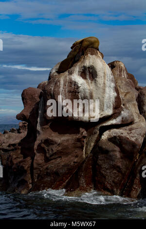 Ein California Sea Lion Mamma und pup Krankenschwester auf den Felsen bei Los Islotes, in der Nähe von La Paz, Baja California Sur, Mexiko Stockfoto