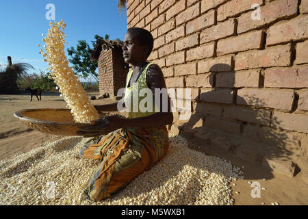 Anastansia Chavula worfelt Mais an ihrem Haus in Edundu, Malawi. Stockfoto