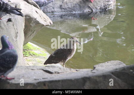 Unreife Night Heron Gawking @ Chiang Kai Shiek Memorial Hall, koi Teich Stockfoto