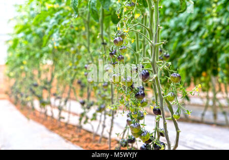 Indigo Rose Schwarze tomate Weinstock im Garten reif. Stockfoto