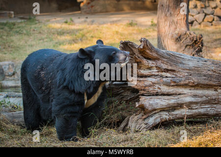 National Zoological Park, New Delhi, Indien Stockfoto