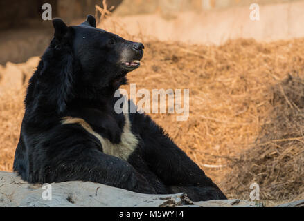 National Zoological Park, New Delhi, Indien Stockfoto