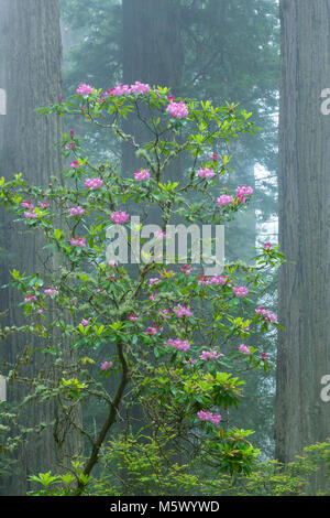 Rhododendron Blüte, Küstennebel, Verdammnis Creek, Del Norte Redwoods State Park, Redwood National- und Staatsparks, Kalifornien Stockfoto