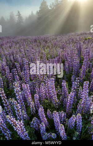 Lupin, Hebezeuge Nebel, Williams Ridge, Redwood National Park, Kalifornien Stockfoto