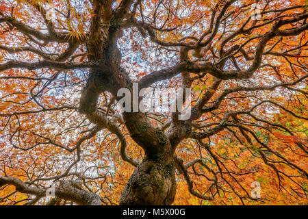 Japanischer Ahorn, Laceleaf, Acer palmatum, Farn Schlucht Garten, Mill Valley, Kalifornien Stockfoto