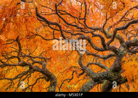 Japanischer Ahorn, Laceleaf, Acer palmatum, Farn Schlucht Garten, Mill Valley, Kalifornien Stockfoto