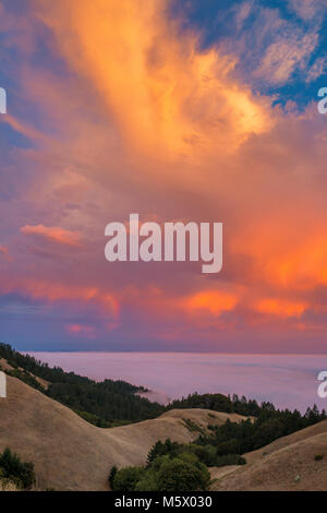 Bolinas Ridge, Mount Tamalpais State Park, Golden Gate National Recreation Area, Marin County, Kalifornien Stockfoto