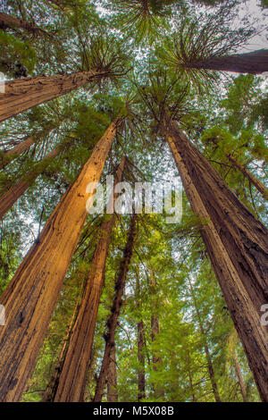 Kathedrale Ring, Mammutbäume, Sequoia sempervirens, Muir Woods National Monument, Marin County, Kalifornien Stockfoto