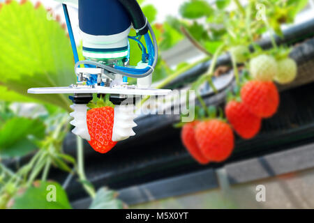 Landwirtschaft Technik, künstliche Intelligenz, Konzepte, Landwirt verwenden Sie smart farm Automatisierung Robot Arm assistant Bildverarbeitung für die Ernte strawberr Stockfoto