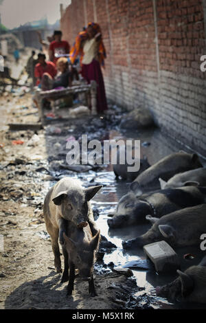 September 30, 2014 - New Delhi, Delhi, Indien - schmutzige Schweine gesehen ruht neben schmutziges Wasser in der Nähe von einem Slum.. Über 25 Millionen Menschen in Delhi, Indien leben. Was ist Besonders problematisch in Indien ist die Frage der Abfall. Vielen Müll landet in den Slums von Deli, die gegenwärtig über 9000 Tonnen Abfall pro Tag. Die Weltbank kündigte an, dass'' um 2100, die Menge an Müll auf der Erde verworfen wird auf 11 Millionen Tonnen pro Tag. (Bild: © 20140930-20140930-1 I0O 7370.jpg /SOPA Bilder über ZUMA Draht) Stockfoto