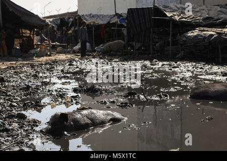 September 28, 2014 - New Delhi, Delhi, Indien - Schweine gesehen ruht in schmutzigem Wasser neben einem Slum.. Über 25 Millionen Menschen in Delhi, Indien leben. Was ist Besonders problematisch in Indien ist die Frage der Abfall. Vielen Müll landet in den Slums von Deli, die gegenwärtig über 9000 Tonnen Abfall pro Tag. Die Weltbank kündigte an, dass'' um 2100, die Menge an Müll auf der Erde verworfen wird auf 11 Millionen Tonnen pro Tag. (Bild: © 20140928-1 I0O 6739.jpg /SOPA Bilder über ZUMA Draht) Stockfoto