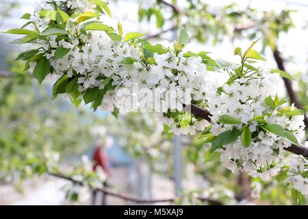 Rongchen, Rongchen, China. 27 Feb, 2018. Rongcheng, CHINA -27. Februar 2018: die Kirschbäume blühen in Rongcheng, der ostchinesischen Provinz Shandong. Credit: SIPA Asien/ZUMA Draht/Alamy leben Nachrichten Stockfoto