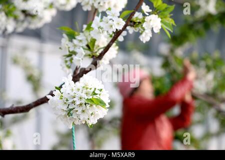 Rongchen, Rongchen, China. 27 Feb, 2018. Rongcheng, CHINA -27. Februar 2018: die Kirschbäume blühen in Rongcheng, der ostchinesischen Provinz Shandong. Credit: SIPA Asien/ZUMA Draht/Alamy leben Nachrichten Stockfoto