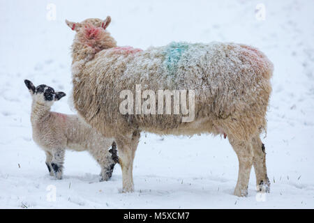 Flintshire, Wales, Großbritannien, 27. Februar 2018, UK Wetter: Das Tier aus dem Osten kommt mit einer Rache bei Temperaturen unter -3C und starke Schneefälle in Flintshire. Ein Lamm auf der Suche nach seiner Mutter in Schnee bedeckt in einem Hochland Schafe Bauernhof im Dorf Lixwm während der Schnee das Tier aus dem Osten Sturm, Flintshire © DGDImages/Alamy leben Nachrichten Stockfoto