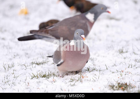 27. Feb 2018. UK Wetter. Eine Ringeltaube (Columba palumbus) Feeds auf einer schneebedeckten Rasen in East Sussex. Credit: Ed Brown/Alamy leben Nachrichten Stockfoto