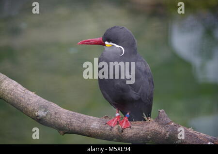 Inca Tern ziemlich suchen Stockfoto