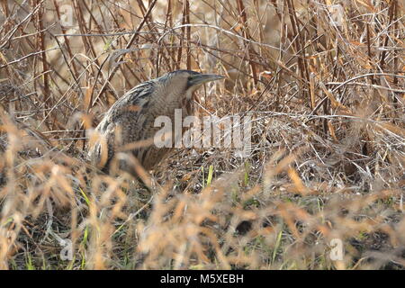 Eurasischen Rohrdommel skulking durch das Schilf und Unterholz. Stockfoto