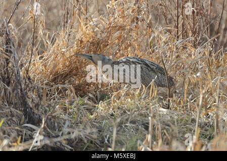 Eurasischen Rohrdommel skulking durch das Schilf und Unterholz. Stockfoto