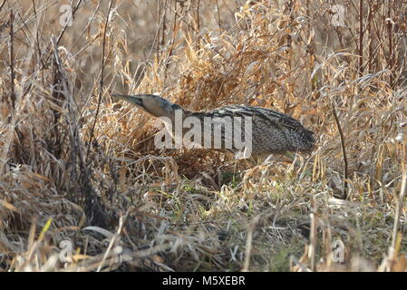 Eurasischen Rohrdommel skulking durch das Schilf und Unterholz. Stockfoto