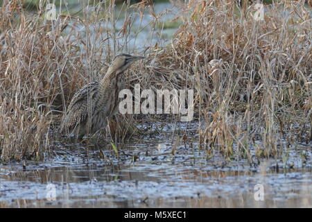 Eurasischen Rohrdommel skulking durch das Schilf und Unterholz. Stockfoto