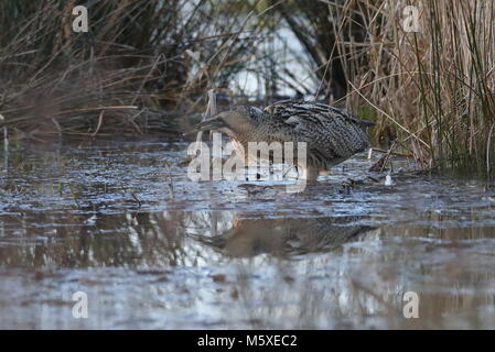 Eurasischen Rohrdommel skulking durch das Schilf und Unterholz. Stockfoto