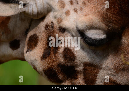 Schuss von Giraffe Kopf hautnah Stockfoto