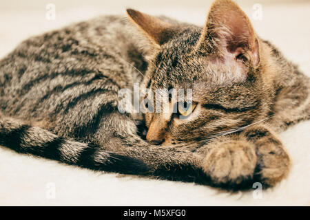 Der Fang einer jungen Katze mit schönen Augen schließen, Stockfoto