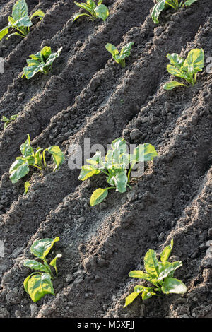 Rote-bete-Blätter wachsen auf Betten in einem Garten in der offenen Boden Stockfoto