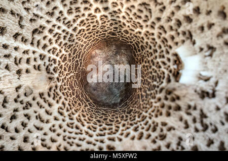 Abstrakte Natur Hintergrund Makro Sajor - caju Pilz Pflanzen. Die Verwendung von Design Ideen Textur Muster oder Konzept natürliche Tapete. Close-up. Verwischen. Stockfoto
