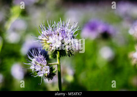 Schöne Knospe Phacelia tanacetifolia Close-up in der Natur Stockfoto