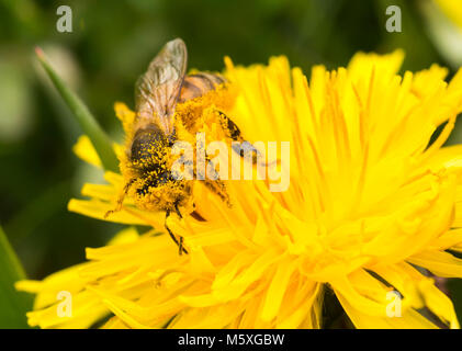 Honigbiene (Apis mellifera) in Pollen bedeckt, Fütterung auf und sammeln Pollen aus einem gelben Löwenzahn (Taraxacum officinale) Stockfoto