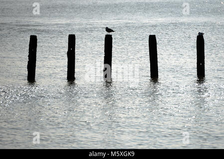 Seagull sitzen auf hölzernen Pfählen Stockfoto