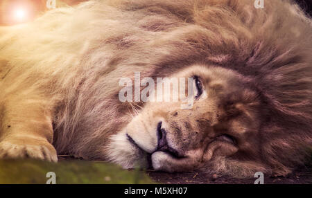 Ruhe White Lion Stockfoto