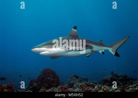 Schwarzspitzen Riffhai (Carcharhinus Melanopterus) über Coral Reef, Pazifischer Ozean, Moorea, Windward Islands, Französisch-Polynesien Stockfoto