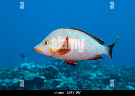 Buckelwale Red Snapper (Lutjanus gibbus), schwimmt über Coral Reef, Pazifischer Ozean, Moorea, Windward Islands, Französisch-Polynesien Stockfoto