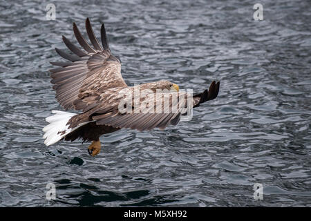 Seeadler (Haliaeetus albicilla), Fliegen und jagen über Wasser, Lofoten, Norwegen Stockfoto