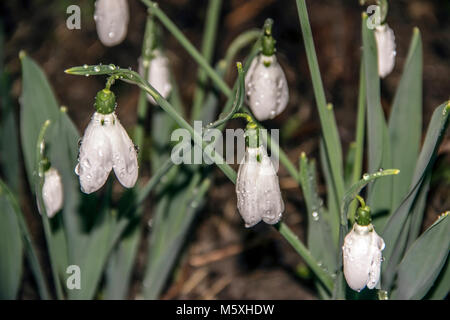 Gemeinsame Schneeglöckchen (Galanthus nivalis) am Abend Stockfoto