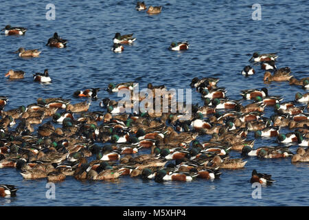 Herde dabbling Ducks überfüllt Stockfoto