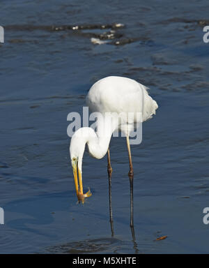 Silberreiher fischen Schlucken Stockfoto