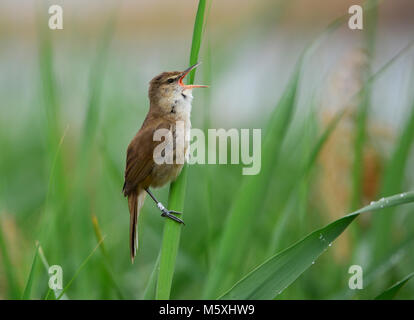 Beringt Acrocephalus warbler singt Stockfoto