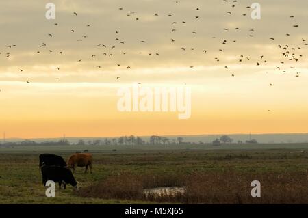 Vogelschar fliegt über die Sümpfe mit Kühen im Vordergrund und frühmorgendem Licht (Sonnenaufgang). Elmley Nature Reserve, Kent, England Stockfoto