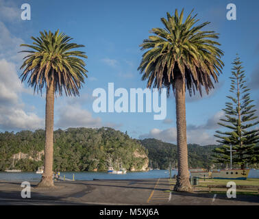 Die schönen Palmen in Whitianga, Neuseeland Stockfoto